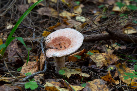 Woolly milkman Lactarius torminosus in the autumn forest. The mushroom is edible.の写真素材