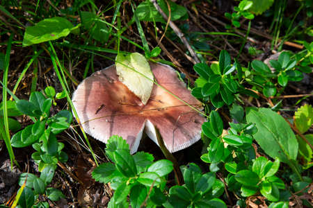 Russulaceae - mushroom in the autumn forest among green leaves. Edible, preferably friedの写真素材