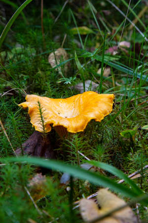 Cantharellus cibarius (chanterelle) In the forest among the moss. An edible mushroom that never has worms in it.の写真素材