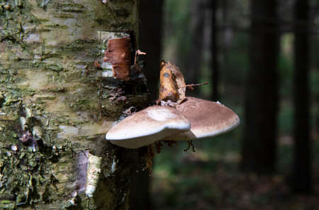 a parasitic fungus on the trunk of a dead tree Polyporusの写真素材