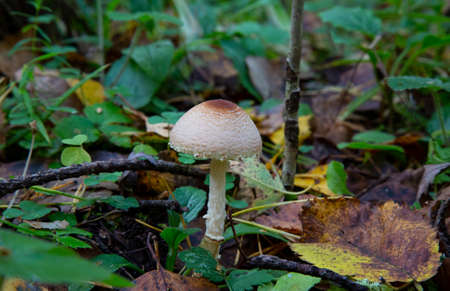Toadstool, close up of a poisonous mushroom in the forest on green moss ground - Mushrooms cut in the woods - white mushroomの写真素材