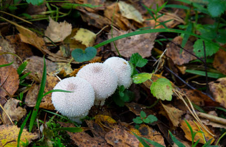 The Common Puffball (Lycoperdon perlatum) or Devil's Snuff-box. The fruit bodies can be eaten by slicing and frying in batter or egg and breadcrumbs, or used in soups.の写真素材