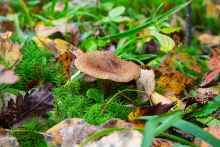 Clouded agaric mushroom (Clitocybe nebularis). One of a troop of mushrooms in the family Tricholomataceae, growing in a British deciduous woodの写真素材