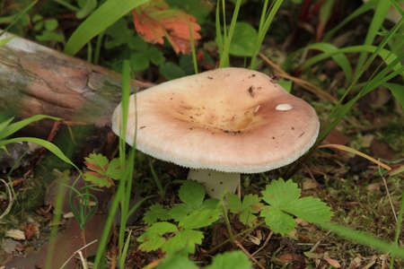 Russulaceae - mushroom in the autumn forest among green leaves. Edible, preferably friedの写真素材