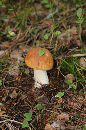 White mushroom this year we had a very hot summer and mushrooms was not. In September the rains came, and then all at once grew mushrooms: boletus and boletus, and boletus, and white.の写真素材