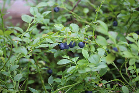 Wild forest blueberry in macro photography. Fresh juicy bilberries on a bush with colorful leaves. Autumn natural background in colors of red, orange and greenの写真素材