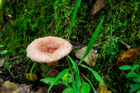 Woolly milkman Lactarius torminosus in the autumn forest. The mushroom is edible.の写真素材