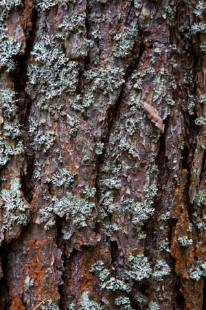 Wood texture background. Bark is the outermost layers of stems and roots of woody plants.