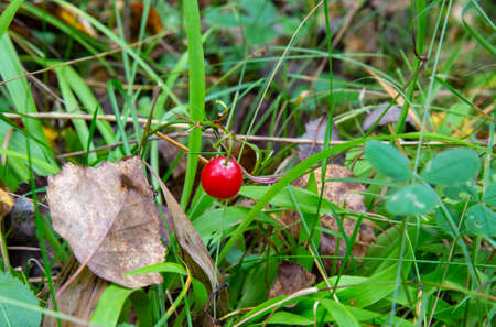 Macro of lily-of-the-valley Convallaria majalis tree red berries on one twig with water drops after rain over green forest backgroundの写真素材