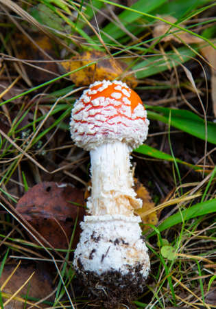 red fly agaric bright beautiful in the autumn forest poisonous mushroomsの写真素材