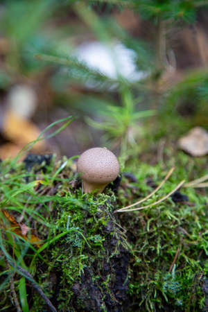The Common Puffball (Lycoperdon perlatum) or Devil's Snuff-box. The fruit bodies can be eaten by slicing and frying in batter or egg and breadcrumbs, or used in soups.の写真素材