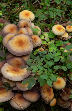 Sulfur bundle mushrooms Hypholoma fasciculare growing on a tree trunk in an autumn forest.の写真素材