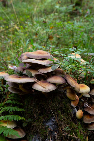 Sulfur bundle mushrooms Hypholoma fasciculare growing on a tree trunk in an autumn forest.の写真素材
