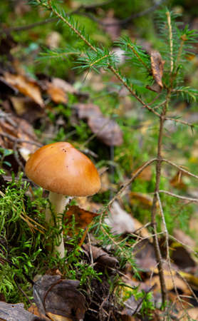 Amanita fulva mushroom, also known as the tawny grisette. edible mushroomの写真素材