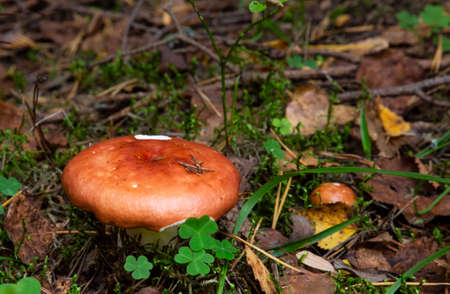 Russulaceae - mushroom in the autumn forest among green leaves. Edible, preferably friedの写真素材