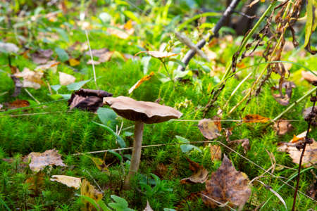 Amanita fulva mushroom, also known as the tawny grisette. edible mushroomの写真素材