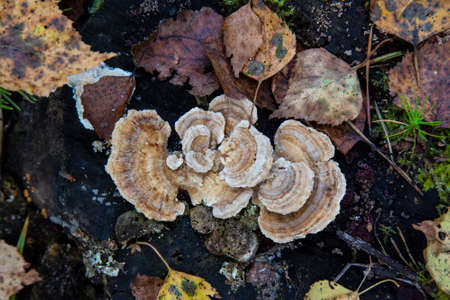 a parasitic fungus on the trunk of a dead tree Polyporusの写真素材