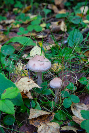 Toadstool, close up of a poisonous mushroom in the forest on green moss ground - Mushrooms cut in the woods - white mushroomの写真素材