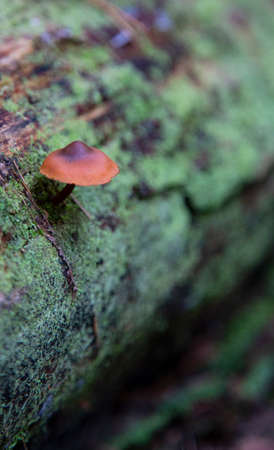 honey mushrooms growing on a stump in the autumn forestの写真素材