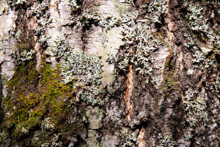 Birch bark close-up. With autumn leaves. Wood textureの写真素材