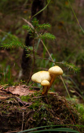 Honey Agaric mushrooms grow on a tree in autumn forest. Group of wild mushrooms Armillaria. Close up of eatable mushrooms.の写真素材