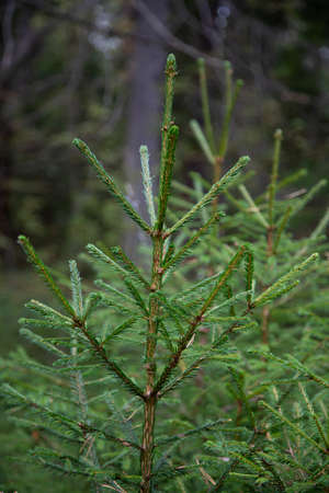 Spruce branch. Beautiful branch of spruce with needles. Christmas tree in nature. Green spruce. Spruce close up.の写真素材