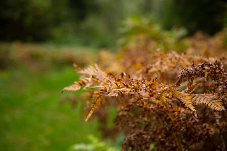 sun-drenched autumn fern leaves. Dry fern leaves autumnの写真素材