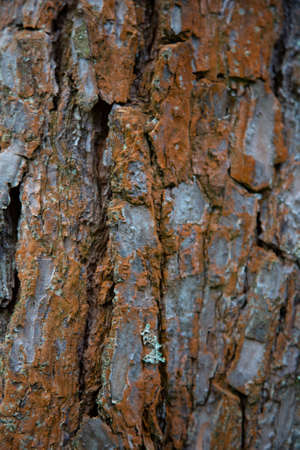 Wood texture background. Bark is the outermost layers of stems and roots of woody plants. Plants with bark include trees, woody vines, and shrubs.の写真素材