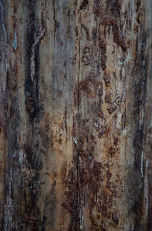 Wood texture background. Bark is the outermost layers of stems and roots of woody plants. Plants with bark include trees, woody vines, and shrubs.の写真素材
