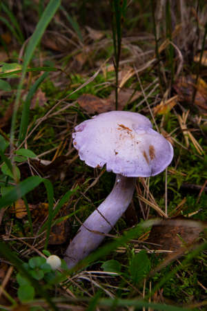 Edible mushrooms with excellent taste, Lepista nuda. Edible lilac mushroom in the forestの写真素材