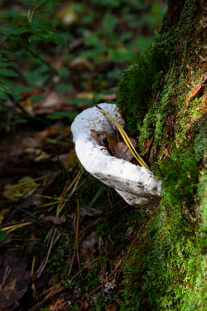 a parasitic fungus on the trunk of a dead tree Polyporusの写真素材