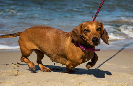 Dachshund on the blue sea. Holidays with a pet in southern countriesの写真素材