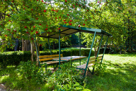 Wooden gazebo in the garden under a tree ripe Rowan. Rowan berries on a branchの写真素材