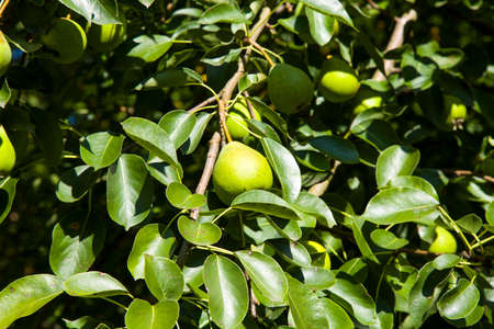 Ripe pear fruit on a tree in the garden. Autumn pear harvest on a Sunny dayの写真素材