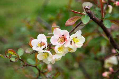 Spring blossom background. Beautiful nature scene with blooming tree and sun flare. Sunny day. Spring flowers. Beautiful Orchard. Abstract blurred background.の写真素材