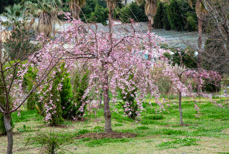 Cherry blossom, sakura flowers on a tree in springの写真素材
