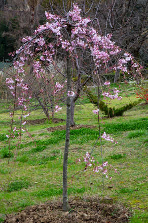 Cherry blossom, sakura flowers on a tree in springの写真素材