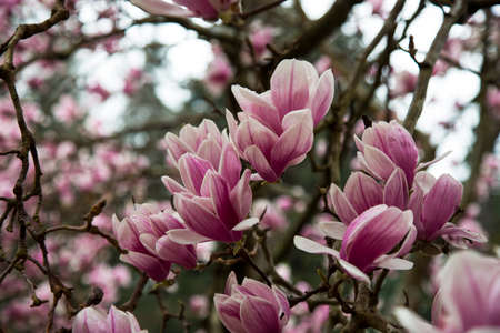 Magnolia Tulip Tree on blue sky background. Magnolia pink flowers on flowering magnolia tree backgroundの写真素材