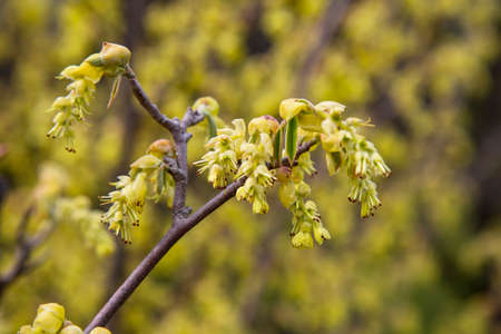 Blossoming buds on tree. A twig with buds. Branches with young buds. Early spring. Life.の写真素材
