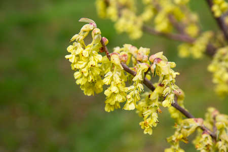 Blossoming buds on tree. A twig with buds. Branches with young buds. Early spring. Life.の写真素材