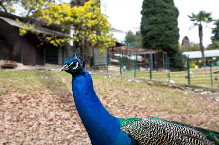A peacock with a beautiful tail walks in the Park on a spring day. The male peacockの写真素材