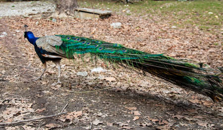 A peacock with a beautiful tail walks in the Park on a spring day. The male peacockの写真素材