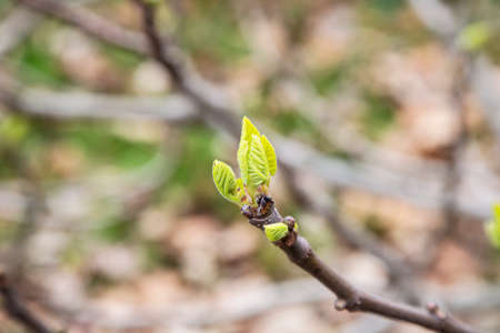 Blossoming buds on tree. A twig with buds. Branches with young buds. Early spring. Life.