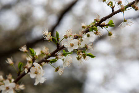 White small flowers on a tree branch bloomの写真素材