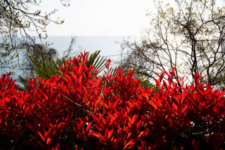 Photinia fraseri Little Red Robin. A shrub with red leaves. Southern plantsの写真素材