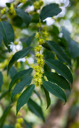Natural green leaves on a tree branch. Young foliage in early springの写真素材