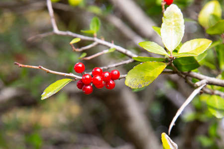 Cherries hanging on a cherries tree branch. Cherry tree in the summer garden.の写真素材