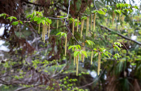 Birch earrings close-up. The trees in the spring. Birch blossom. Awakening of natureの写真素材