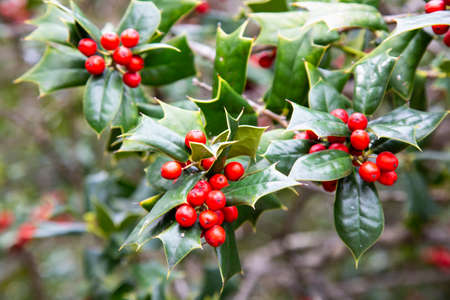 Ilex aquifolia, interior decoration for Christmas. Green Bush with, red berriesの写真素材