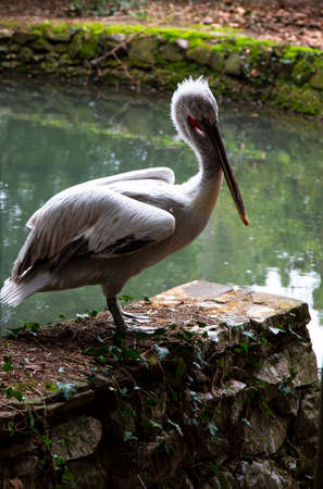 White Pelican on the shore of a pond resting on a spring day.の写真素材